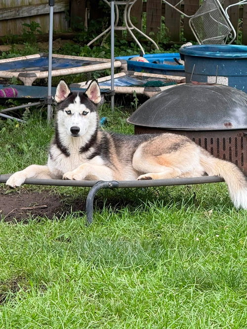 Sasha photo 2