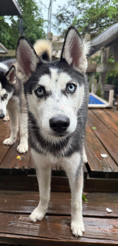 Sasha photo 3