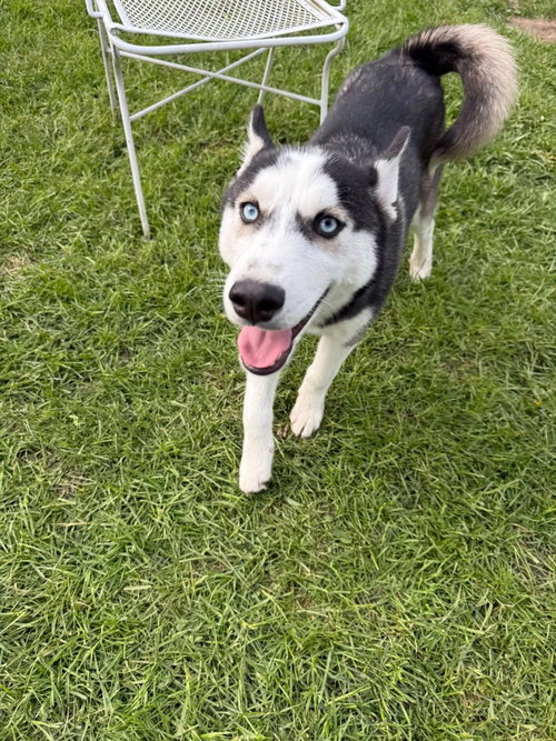 Nicholas, an adoptable Husky in Libertyville, IL