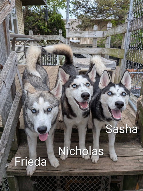 Nicholas photo 3