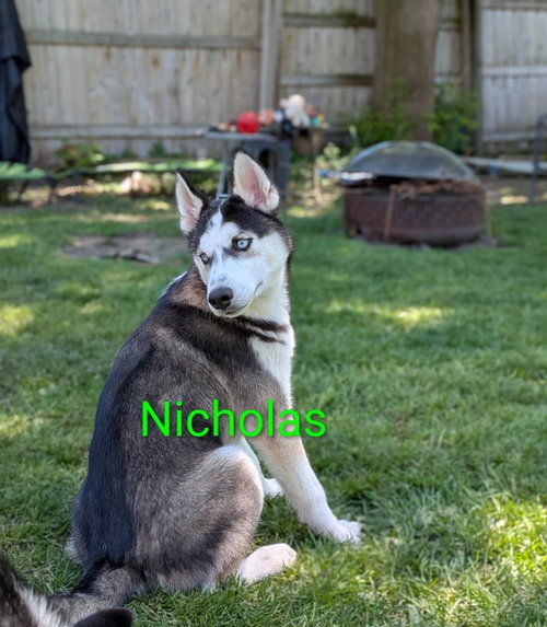 Nicholas photo 4