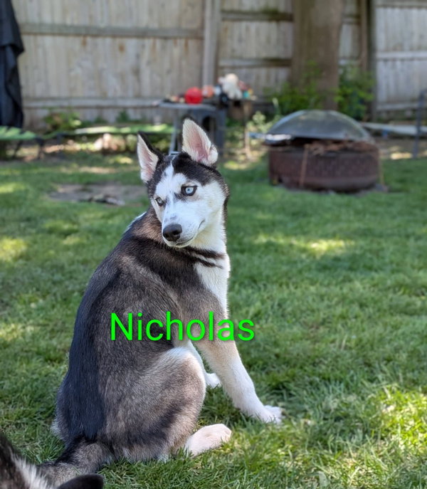 Nicholas