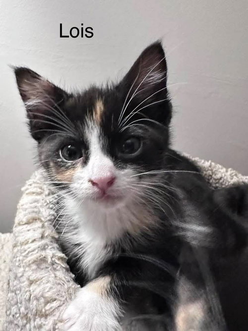 LOIS - Domestic Short Hair for adoption in Racine