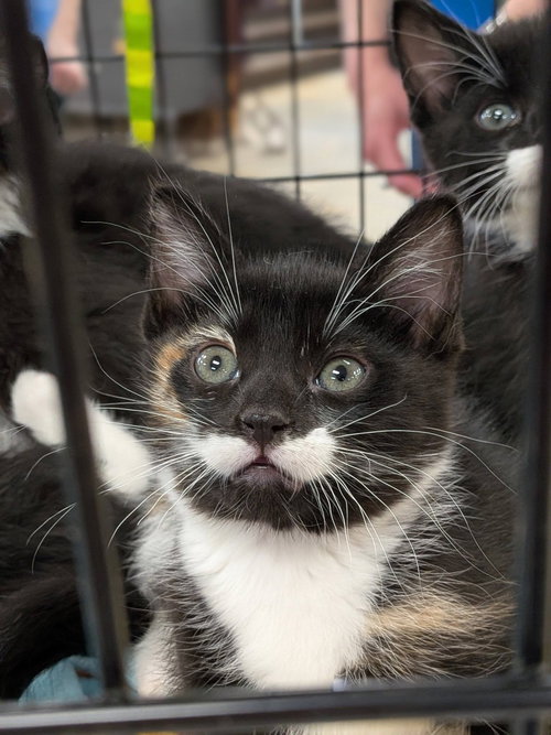 MEG - Domestic Short Hair for adoption in Racine
