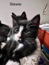 Stewie - Photo 1