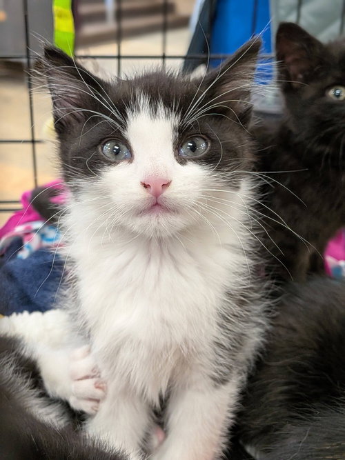 Chris, an adoptable American Curl in Libertyville, IL