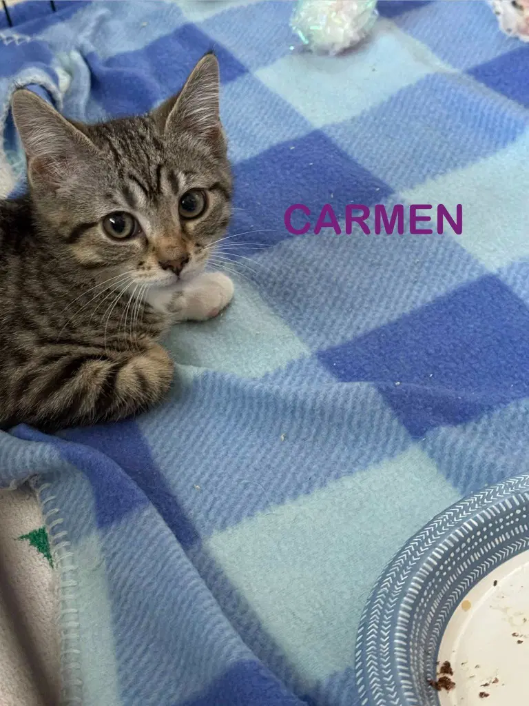 Carmen - Domestic Short Hair