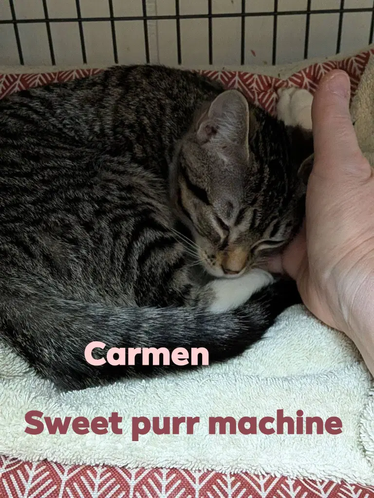 Carmen image 2