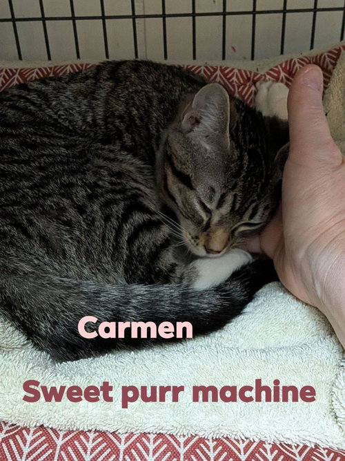Carmen photo 2