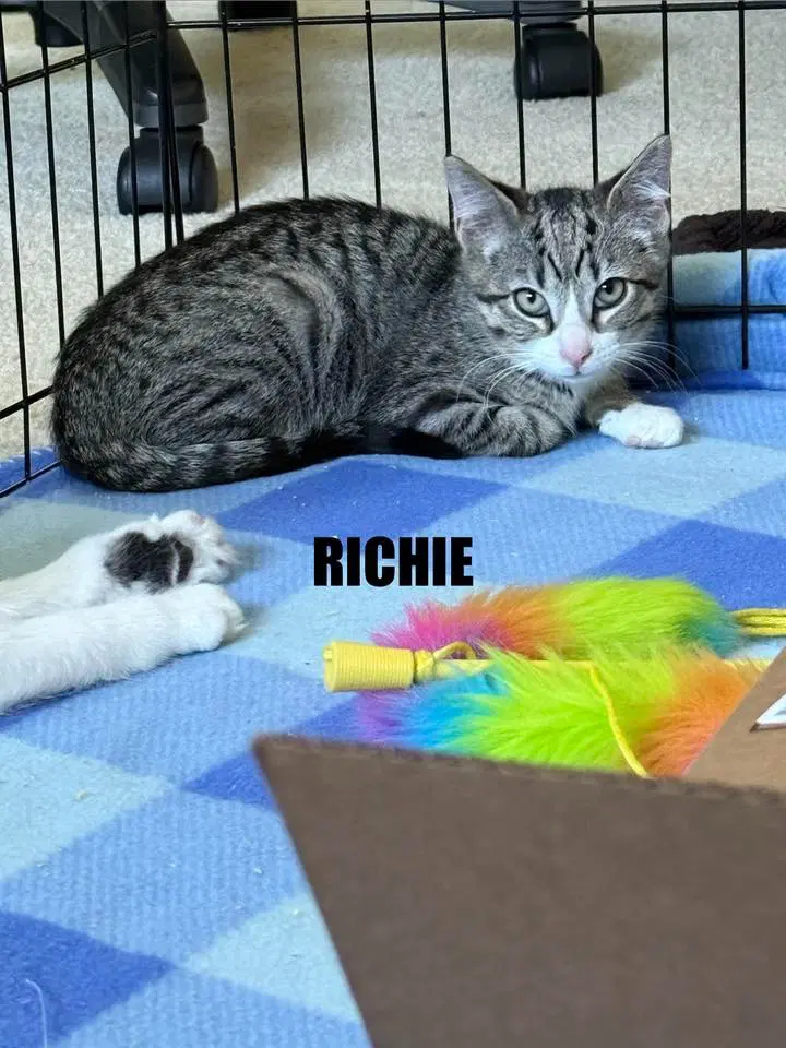 Richie - Domestic Short Hair