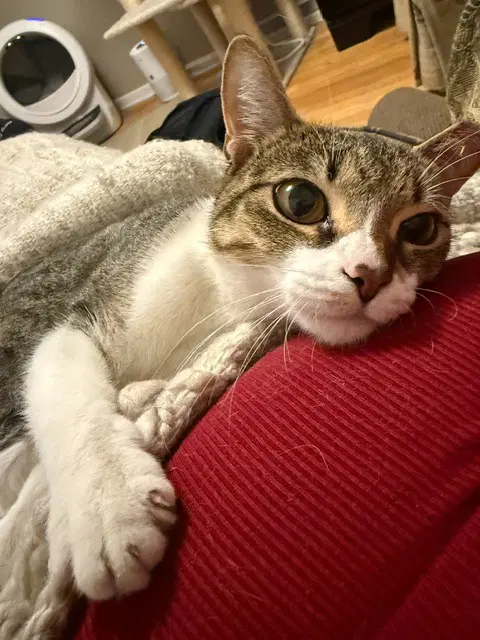 Dottie - Domestic Medium Hair