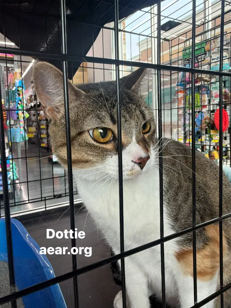 Dottie image 2