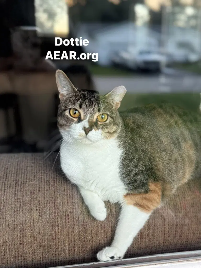 Dottie - Domestic Medium Hair
