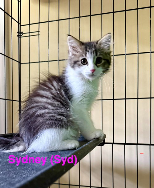 Sydney, an adoptable Domestic Medium Hair in Libertyville, IL