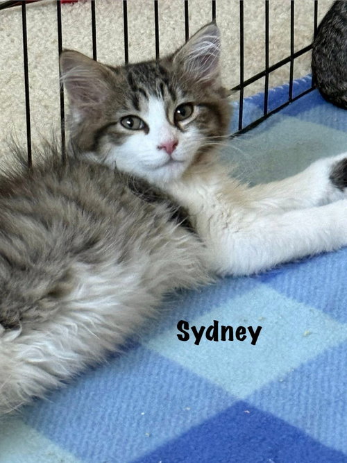 Sydney, Baby Domestic Long Hair / Mixed, cat for adoption in Greenfield, Wisconsin