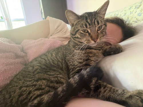 Yoshi, Young Domestic Short Hair / Mixed, cat for adoption in Des Plaines, Illinois