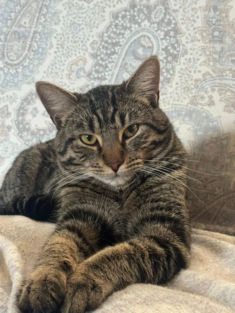 Yoshi - Domestic Short Hair