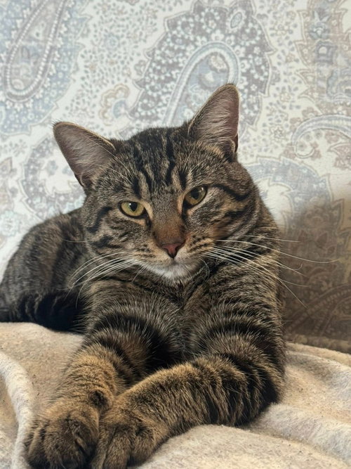 Yoshi, an adoptable Domestic Short Hair in Libertyville, IL