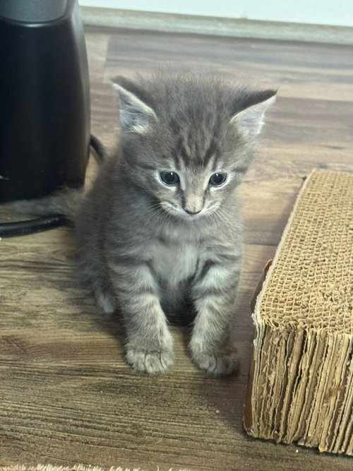 Blueberry, Baby Domestic Medium Hair / Mixed, cat for adoption in Glenview, Illinois