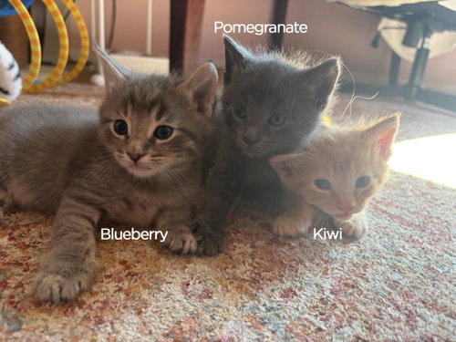 Blueberry photo 3