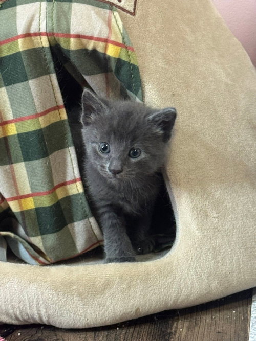 Pomegranate, Baby Domestic Medium Hair / Mixed, cat for adoption in Glenview, Illinois