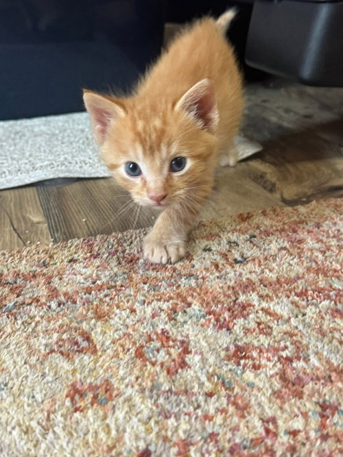 Kiwi, Baby Domestic Medium Hair / Mixed, cat for adoption in Glenview, Illinois