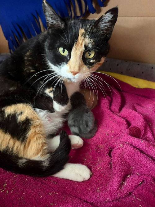 Cherry, Young Domestic Short Hair / Mixed, cat for adoption in Glenview, Illinois