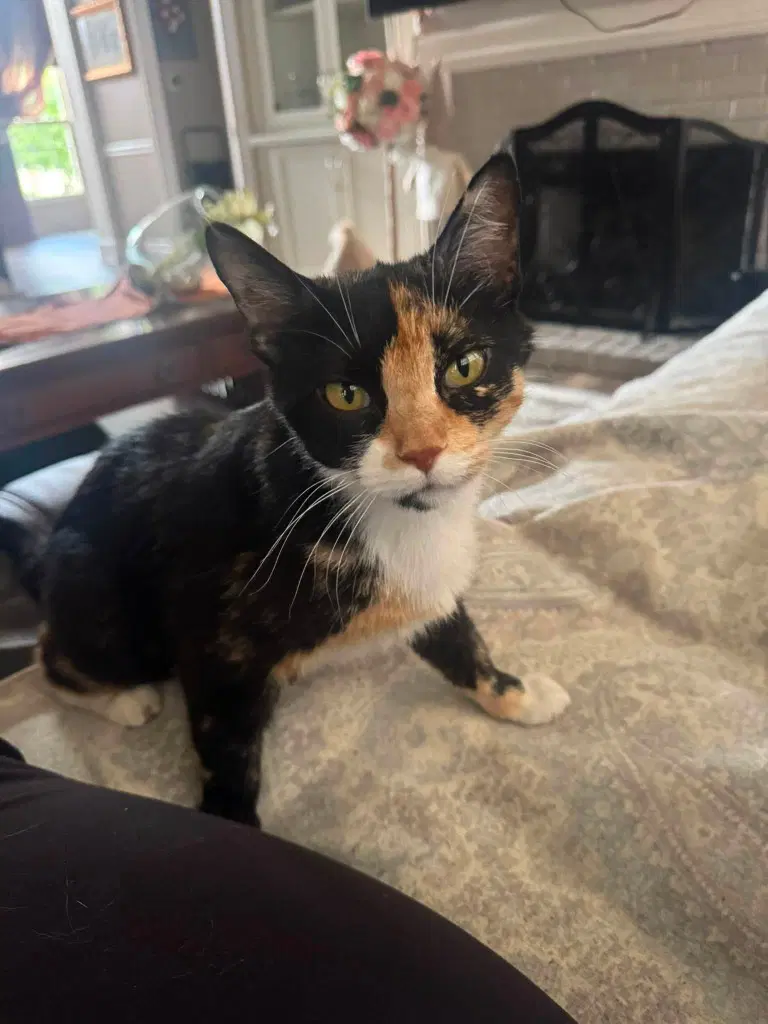 Cherry - Domestic Short Hair
