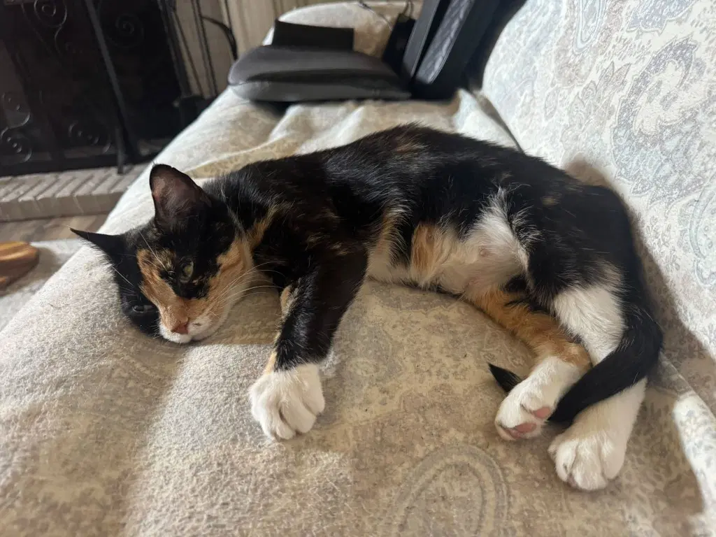Cherry - Domestic Short Hair