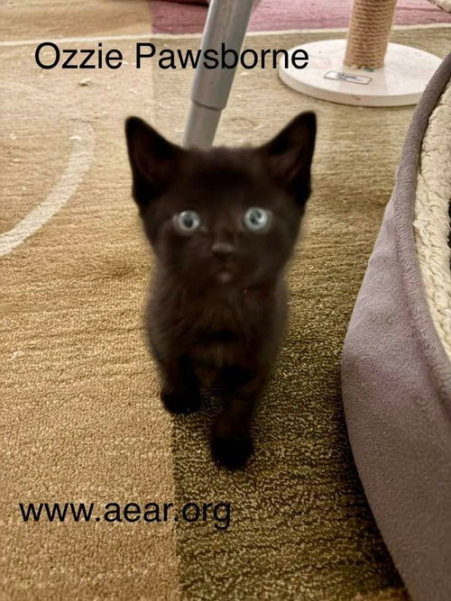 OZZY PAWSBORNE - Domestic Medium Hair available for adoption