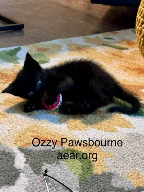 Ozzy Pawsborne photo 2