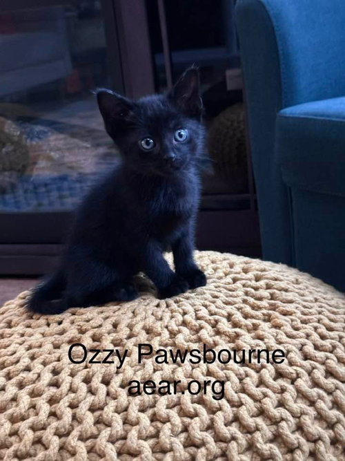 Ozzy Pawsborne photo 3