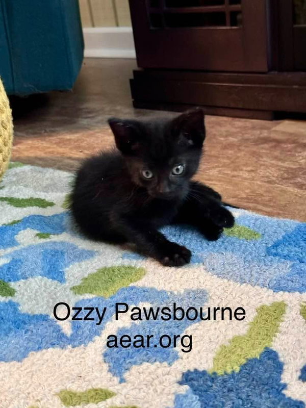 Ozzy Pawsborne