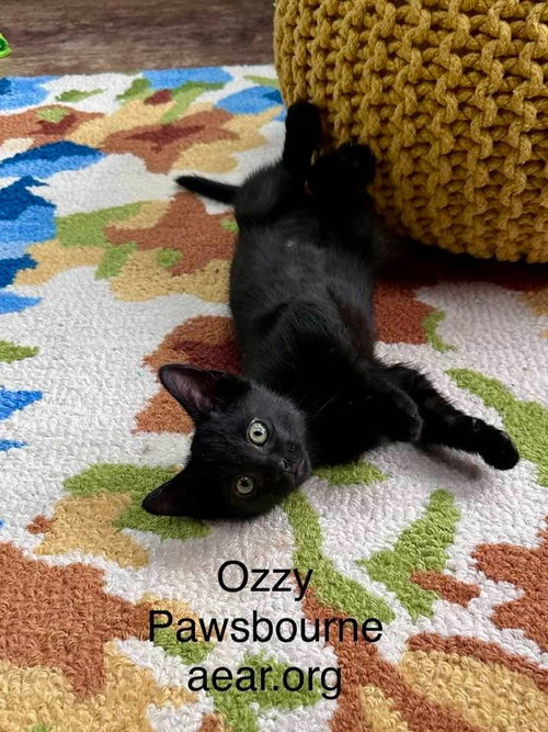 picture of the cat needing adoption