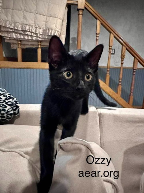Photo 3 of Ozzy Pawsborne