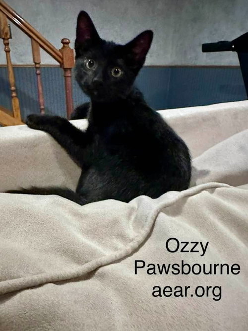 Photo 4 of Ozzy Pawsborne