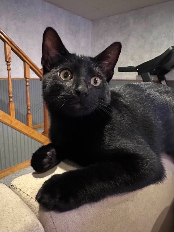 Ozzy Pawsborne