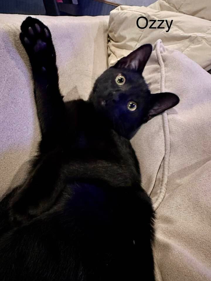 Ozzy Pawsborne, photo 2