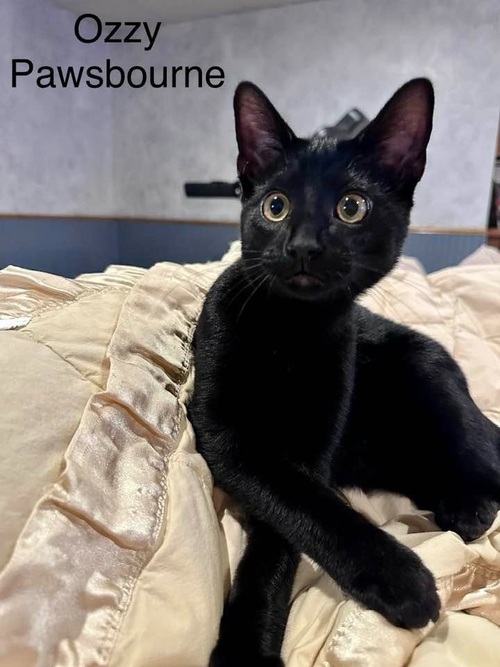 Ozzy Pawsborne, photo 3