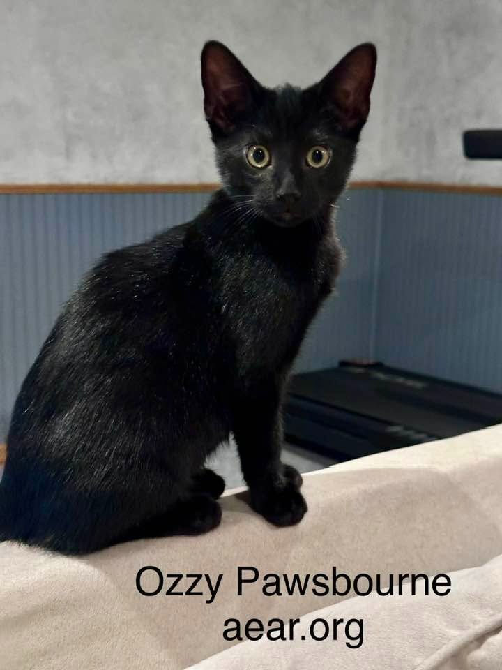 Ozzy Pawsborne, photo 4
