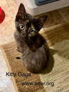 Kitty Gaga - Photo 1