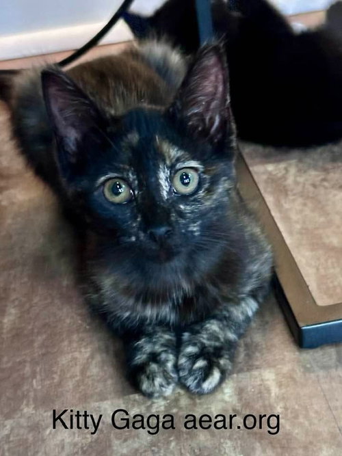 Kitty Gaga photo 2