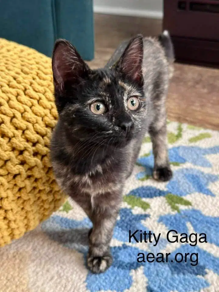 Kitty Gaga - Domestic Medium Hair