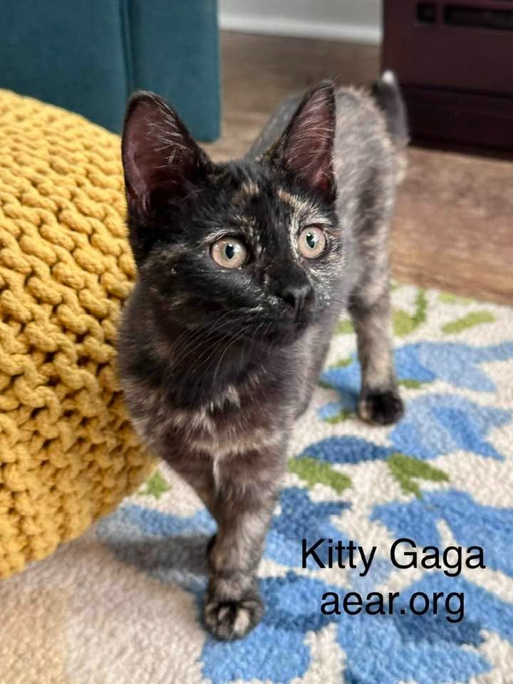 Kitty Gaga