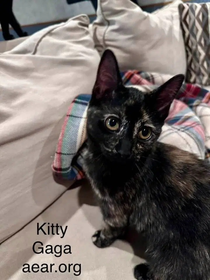 Kitty Gaga image 2