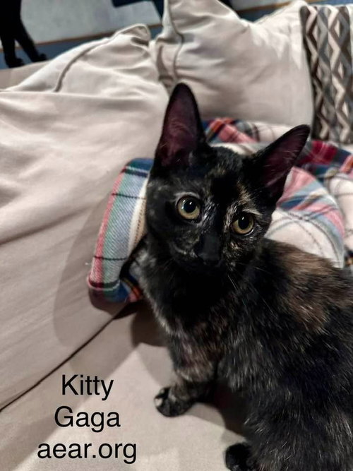 Photo 2 of Kitty Gaga