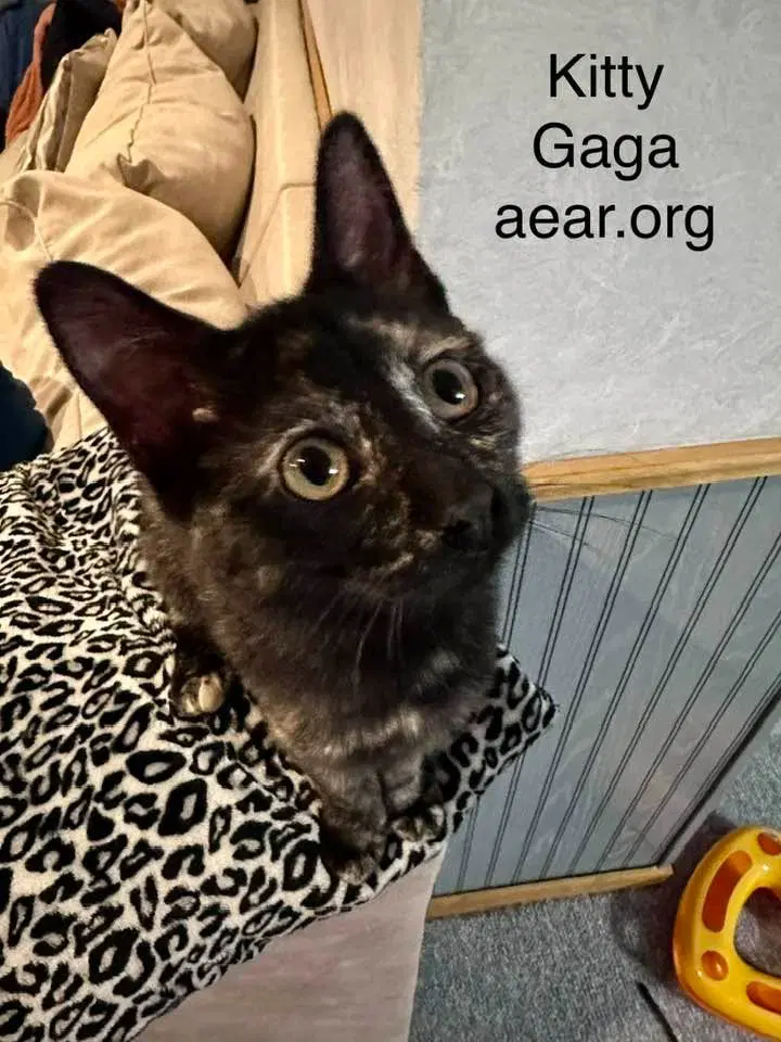 Kitty Gaga image 3
