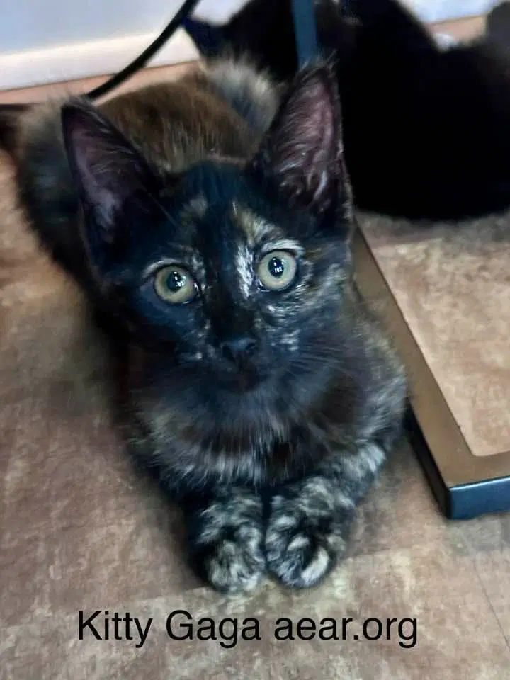 Kitty Gaga image 4