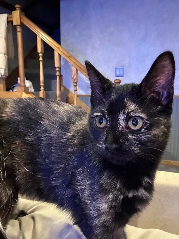 Kitty Gaga - Domestic Medium Hair