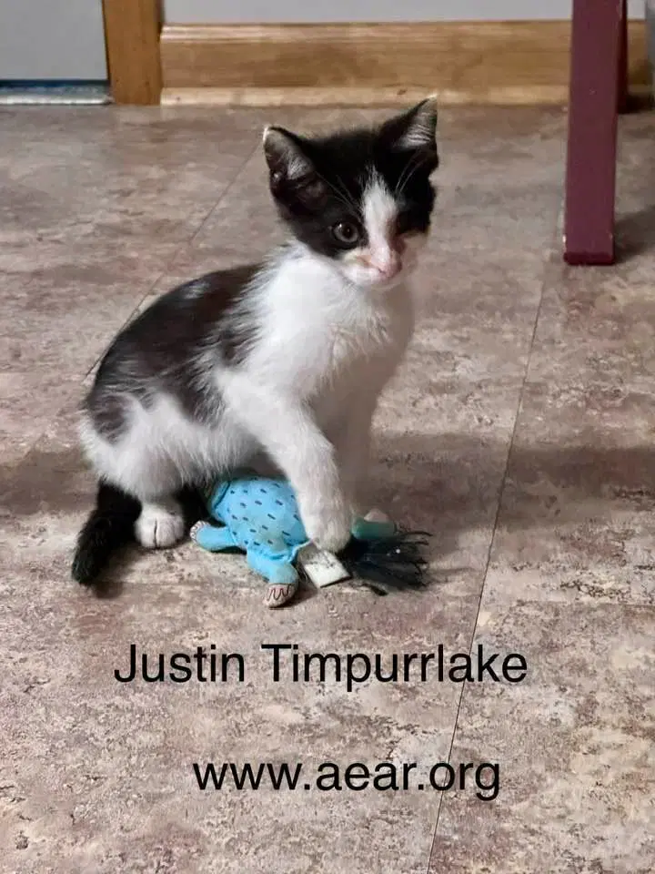 Justin Timpurrlake - Domestic Medium Hair